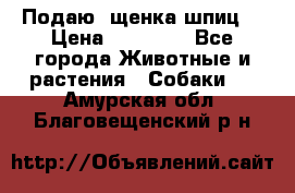 Подаю. щенка шпиц  › Цена ­ 27 000 - Все города Животные и растения » Собаки   . Амурская обл.,Благовещенский р-н